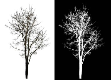 Siyah arkaplanda kırpma yolu ve alfa kanalı olan tek bir ağaç.