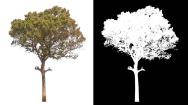 Siyah arkaplanda kırpma yolu ve alfa kanalı olan tek bir ağaç.