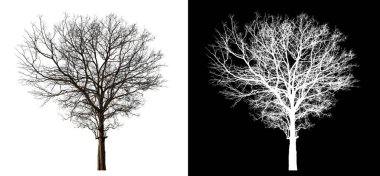 Kesme yolu olan ölü ağaç ve siyah arkaplanda alfa kanalı. Siyah arkaplanda kırpma yolu ve alfa kanalı ile.