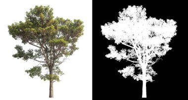 Siyah arkaplanda kırpma yolu ve alfa kanalı olan tek bir ağaç.