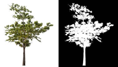 Siyah arkaplanda kırpma yolu ve alfa kanalı olan tek bir ağaç.