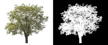 Siyah arkaplanda kırpma yolu ve alfa kanalı olan tek bir ağaç.