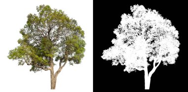 Siyah arkaplanda kırpma yolu ve alfa kanalı olan tek bir ağaç.