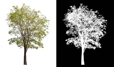 Siyah arkaplanda kırpma yolu ve alfa kanalı olan tek bir ağaç.