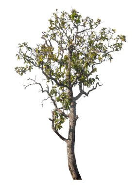 Kırpma yolu ve alfa kanalı olan tek ağaç beyaz arkaplanda izole edildi 