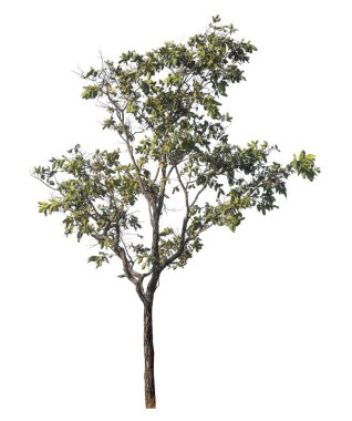 Kırpma yolu ve alfa kanalı olan tek ağaç beyaz arkaplanda izole edildi 