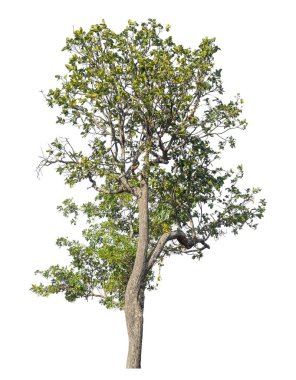 Kırpma yolu ve alfa kanalı olan tek ağaç beyaz arkaplanda izole edildi 