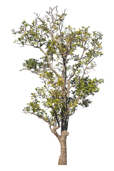 Kırpma yolu ve alfa kanalı olan tek ağaç beyaz arkaplanda izole edildi 