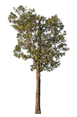 Kırpma yolu ve alfa kanalı olan tek ağaç beyaz arkaplanda izole edildi 