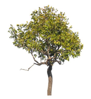 Kırpma yolu ve alfa kanalı olan tek ağaç beyaz arkaplanda izole edildi