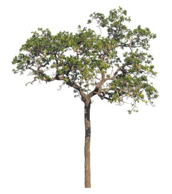 Kırpma yolu ve alfa kanalı olan tek ağaç beyaz arkaplanda izole edildi 