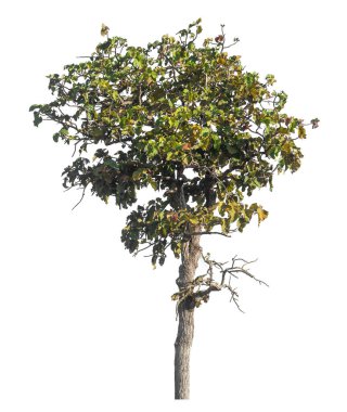 Kırpma yolu ve alfa kanalı olan tek ağaç beyaz arkaplanda izole edildi