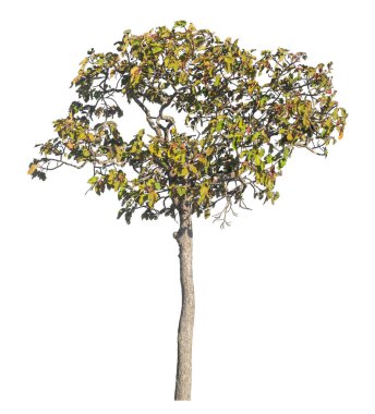 Kırpma yolu ve alfa kanalı olan tek ağaç beyaz arkaplanda izole edildi 