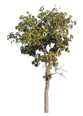 Kırpma yolu ve alfa kanalı olan tek ağaç beyaz arkaplanda izole edildi 