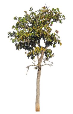 Kırpma yolu ve alfa kanalı olan tek ağaç beyaz arkaplanda izole edildi