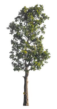 Kırpma yolu ve alfa kanalı olan tek ağaç beyaz arkaplanda izole edildi 