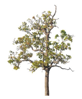 Kırpma yolu ve alfa kanalı olan tek ağaç beyaz arkaplanda izole edildi 