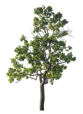 Kırpma yolu ve alfa kanalı olan tek ağaç beyaz arkaplanda izole edildi 