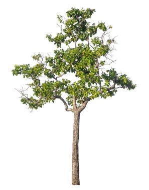 Kırpma yolu ve alfa kanalı olan tek ağaç beyaz arkaplanda izole edildi 