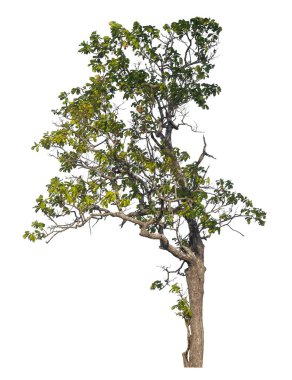 Kırpma yolu ve alfa kanalı olan tek ağaç beyaz arkaplanda izole edildi 