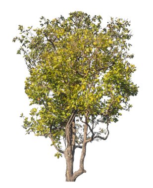 Kırpma yolu ve alfa kanalı olan tek ağaç beyaz arkaplanda izole edildi 