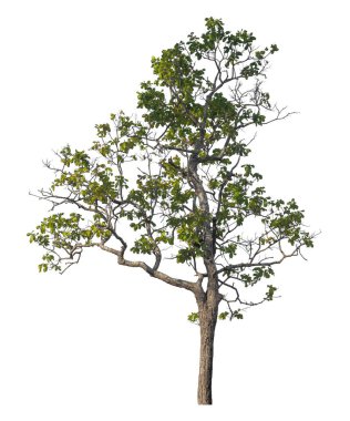 Kırpma yolu ve alfa kanalı olan tek ağaç beyaz arkaplanda izole edildi 