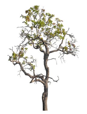 Kırpma yolu ve alfa kanalı olan tek ağaç beyaz arkaplanda izole edildi 