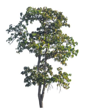 Kırpma yolu ve alfa kanalı olan tek ağaç beyaz arkaplanda izole edildi