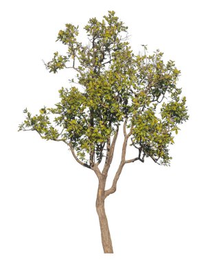 Kırpma yolu ve alfa kanalı olan tek ağaç beyaz arkaplanda izole edildi 