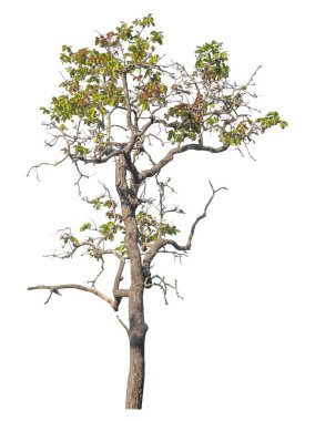 Kırpma yolu ve alfa kanalı olan tek ağaç beyaz arkaplanda izole edildi 