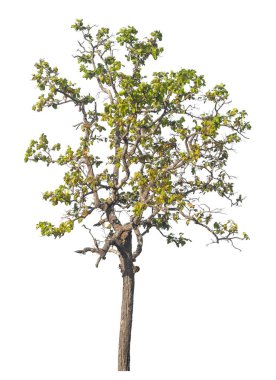 Kırpma yolu ve alfa kanalı olan tek ağaç beyaz arkaplanda izole edildi