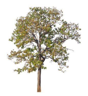 Kırpma yolu ve alfa kanalı olan tek ağaç beyaz arkaplanda izole edildi 