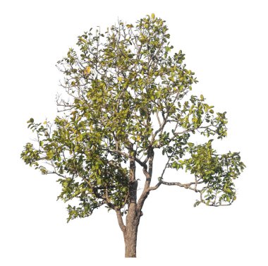 Kırpma yolu ve alfa kanalı olan tek ağaç beyaz arkaplanda izole edildi