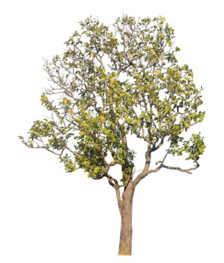 Kırpma yolu ve alfa kanalı olan tek ağaç beyaz arkaplanda izole edildi