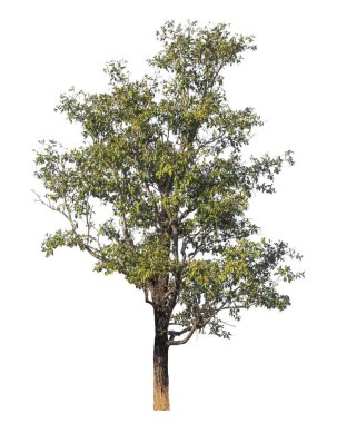 Kırpma yolu ve alfa kanalı olan tek ağaç beyaz arkaplanda izole edildi