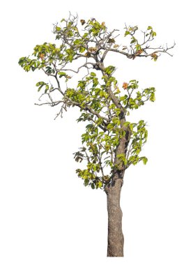 Kırpma yolu ve alfa kanalı olan tek ağaç beyaz arkaplanda izole edildi