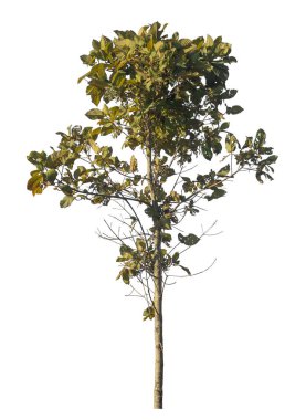 Kırpma yolu ve alfa kanalı olan tek ağaç beyaz arkaplanda izole edildi 