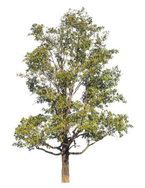 Kırpma yolu ve alfa kanalı olan tek ağaç beyaz arkaplanda izole edildi 