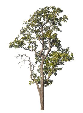 Kırpma yolu ve alfa kanalı olan tek ağaç beyaz arkaplanda izole edildi 