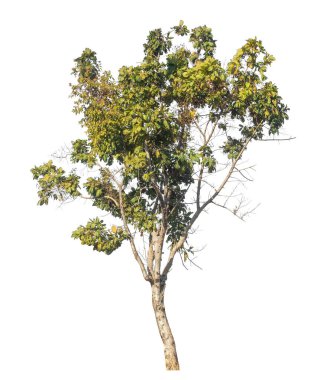 Kırpma yolu ve alfa kanalı olan tek ağaç beyaz arkaplanda izole edildi 