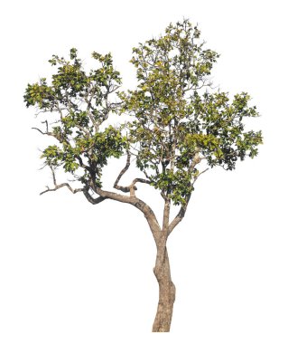 Kırpma yolu ve alfa kanalı olan tek ağaç beyaz arkaplanda izole edildi 