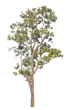 Kırpma yolu ve alfa kanalı olan tek ağaç beyaz arkaplanda izole edildi 