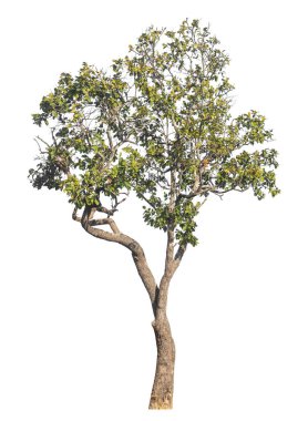 Kırpma yolu ve alfa kanalı olan tek ağaç beyaz arkaplanda izole edildi 