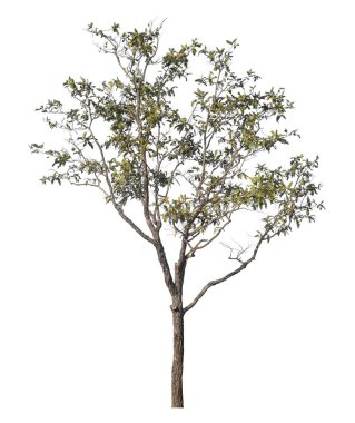 Kırpma yolu ve alfa kanalı olan tek ağaç beyaz arkaplanda izole edildi 