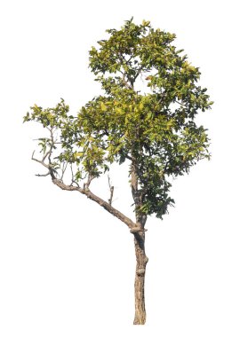 Kırpma yolu ve alfa kanalı olan tek ağaç beyaz arkaplanda izole edildi