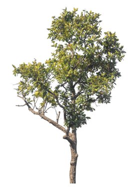 Kırpma yolu ve alfa kanalı olan tek ağaç beyaz arkaplanda izole edildi 