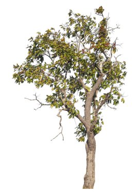 Kırpma yolu ve alfa kanalı olan tek ağaç beyaz arkaplanda izole edildi 