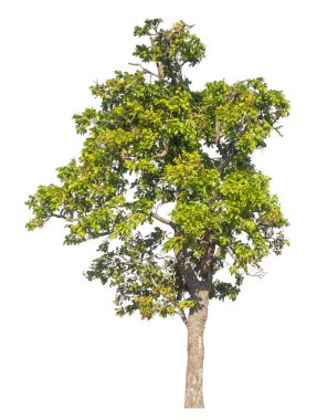 Kırpma yolu ve alfa kanalı olan tek ağaç beyaz arkaplanda izole edildi 