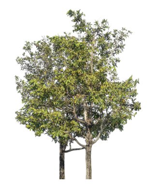 Kırpma yolu ve alfa kanalı olan beyaz arkaplanda izole edilmiş ağaçlar 