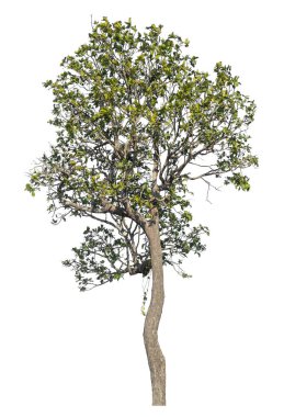 Kırpma yolu ve alfa kanalı olan tek ağaç beyaz arkaplanda izole edildi 